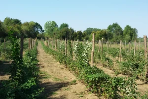 Malinjaci u veoma lošem stanju