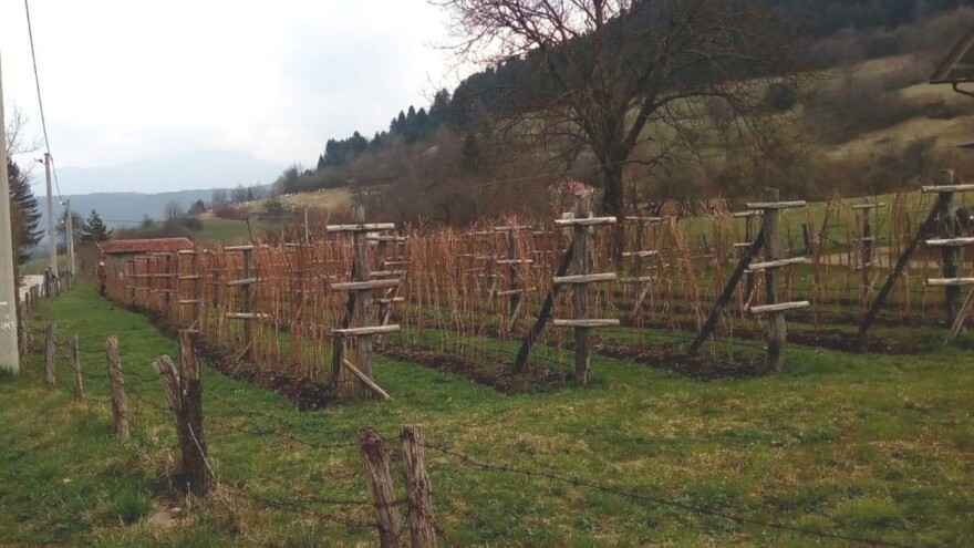 Kako suzbiti korove u malinjaku