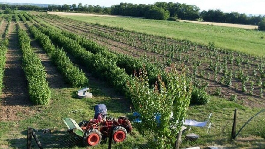 Malinari: Od cene zavisi da li će biti berbe