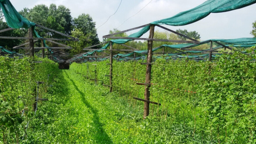 Malinari blokiraju hladnjačare?