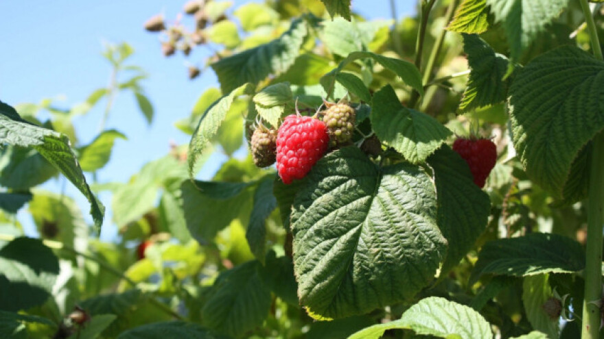 Mašinska berba malina