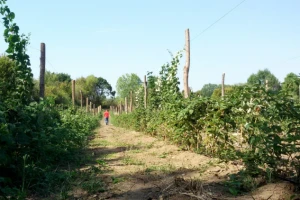 Fertodi zamatoš - berba i do 50 dana