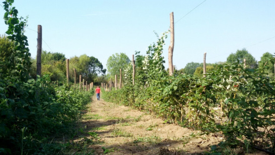 Fertodi zamatoš - berba i do 50 dana