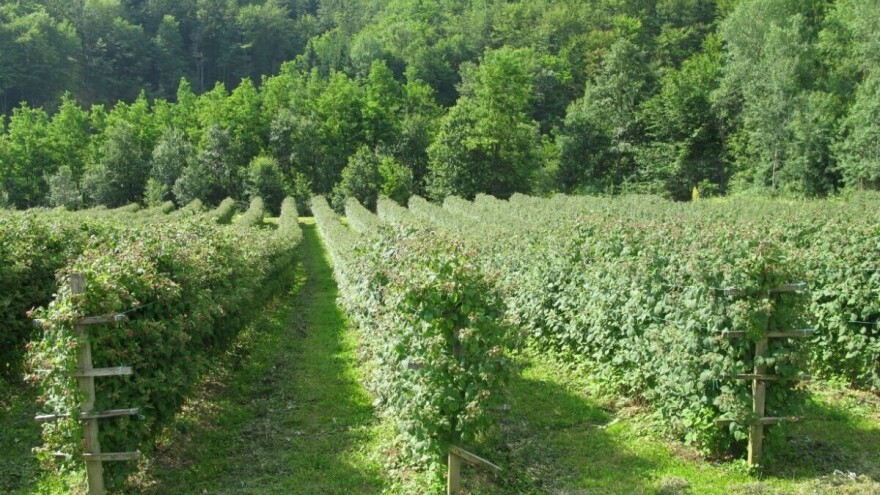 Žutilo u malinjacima preti da prepolovi rod