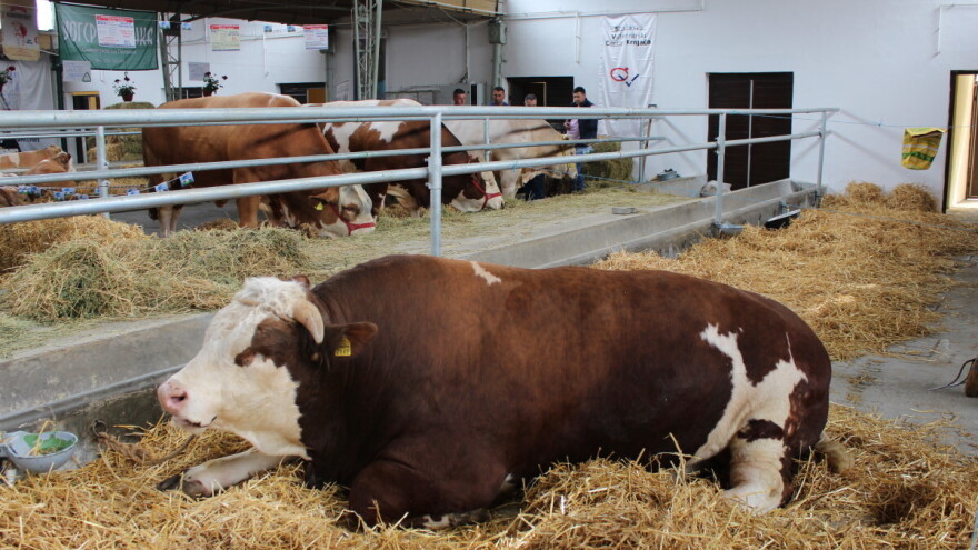 Stočari: Niska otkupna cena bikova, zarada tek od 2,20 evra po kilogramu