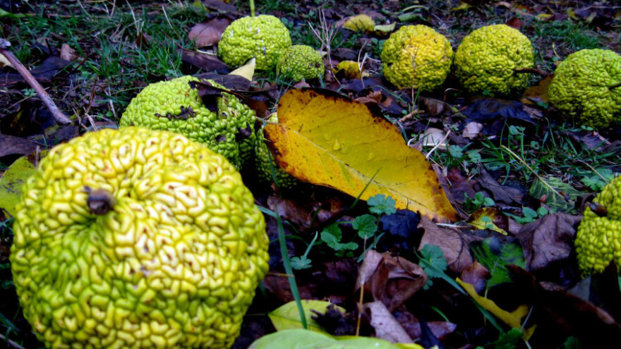 Tajanstveno drvo - mozak