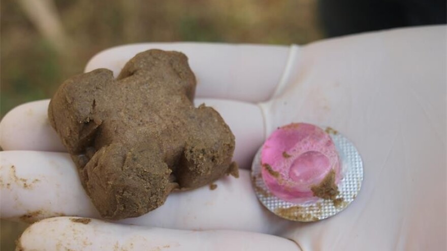 Oralno cijepljenje lisica u Zagrebu i okolici