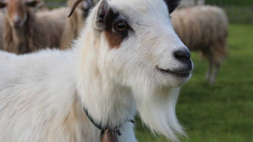 Novo u 2019.: Mjera 14 dostupna i za uzgajivače ovaca i koza!