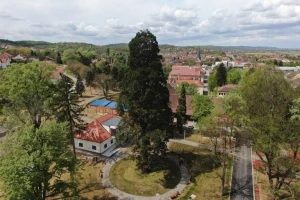 Slatinska sekvoja ovogodišnje "Hrvatsko stablo godine"