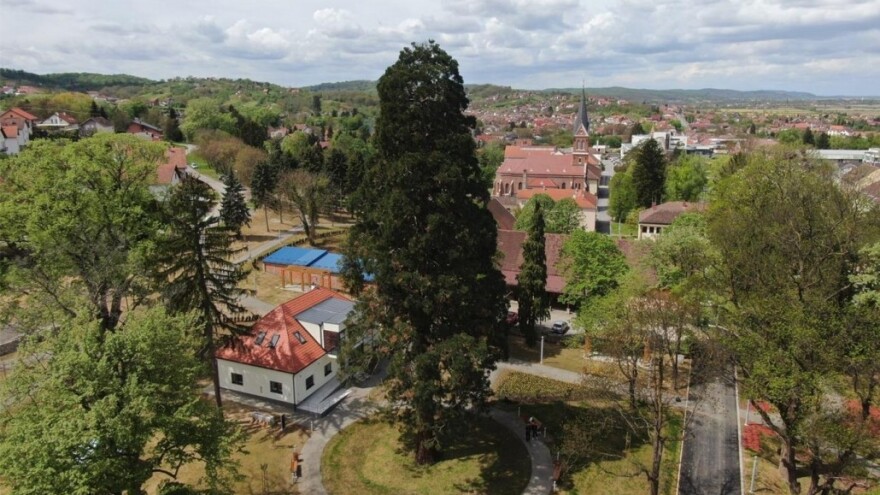 Slatinska sekvoja ovogodišnje "Hrvatsko stablo godine"