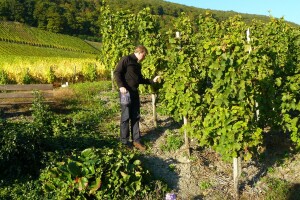 Nitko nema vrstu potpore kao vinogradari i vinari iz Vinske omotnice, iskoristite to!