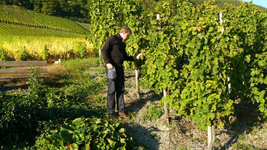 Nitko nema vrstu potpore kao vinogradari i vinari iz Vinske omotnice, iskoristite to!