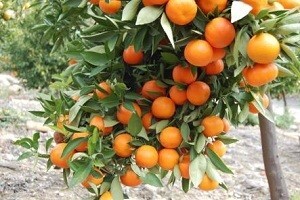 Neretvanske mandarine dobile oznaku izvornosti