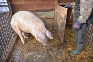 U Raški 74 svinje ubijene zbog bruceloze