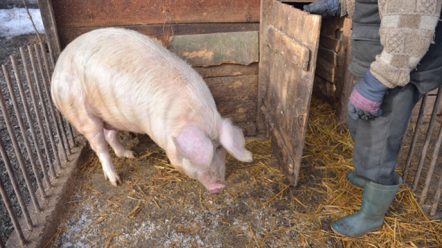 U Raški 74 svinje ubijene zbog bruceloze