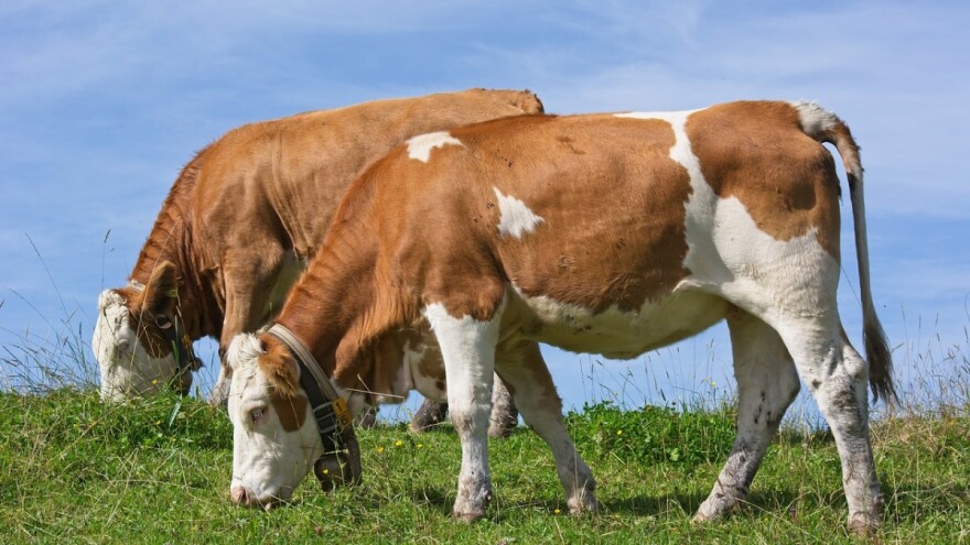Osnove managementa hranidbe u proizvodnji mlijeka - problem kvalitete i plodnosti tla generira proizvodnju loše voluminozne krme