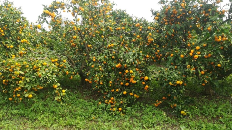 Nekad siguran novac, danas velika muka, mandarine stoje neobrane jer "nema zašto da se bere"