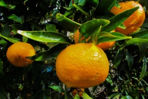 Proizvođačima mandarina programom potpore osigurano 20 milijuna kuna