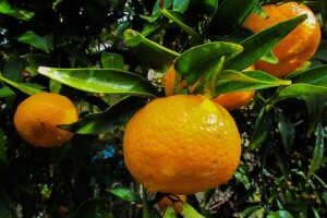 Proizvođačima mandarina programom potpore osigurano 20 milijuna kuna