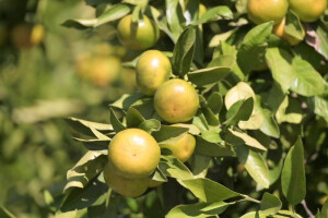 Preporuke za gnojidbu mandarina - na koje elemente obratiti pažnju?
