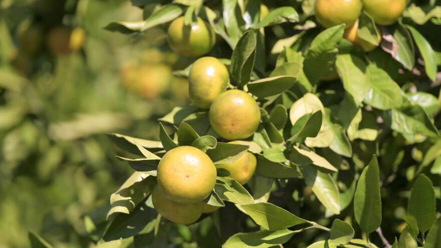 Preporuke za gnojidbu mandarina - na koje elemente obratiti pažnju?
