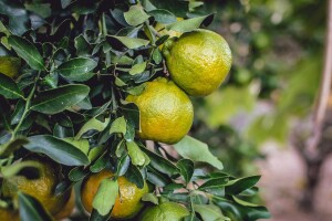 Otkupna cijena od 2,80 kn za kilogram je jedan od 10 zahtjeva za bolji položaj uzgajivača neretvanskih mandarina