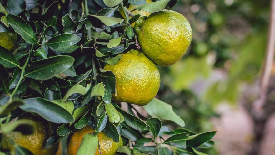 Otkupna cijena od 2,80 kn za kilogram je jedan od 10 zahtjeva za bolji položaj uzgajivača neretvanskih mandarina