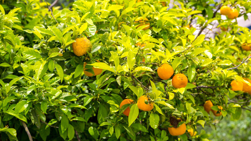 Počinje berba mandarina, proizvođačima isplaćeno gotovo 20 milijuna kuna potpore