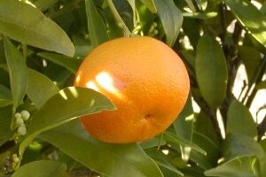 Mandarina minimalno 2,40kn/kg