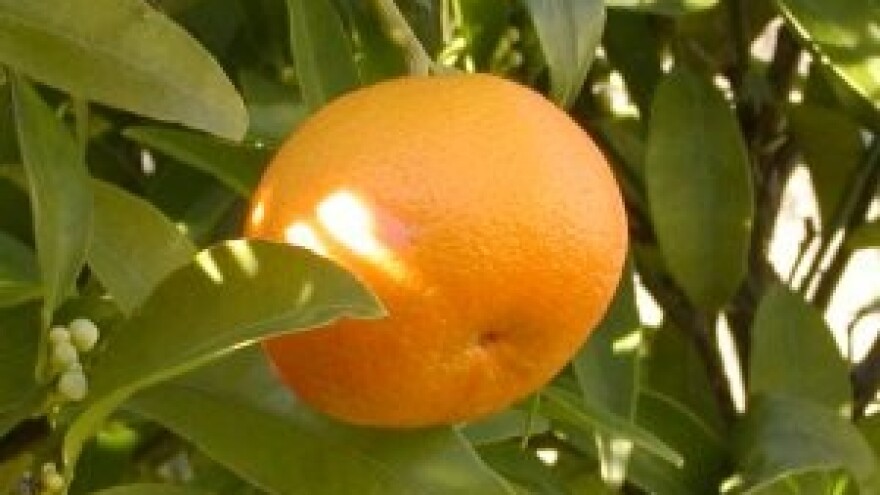 Mandarina minimalno 2,40kn/kg