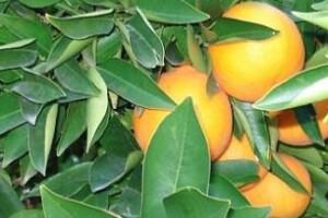 Sortiment, zaštita i rezidba mandarina