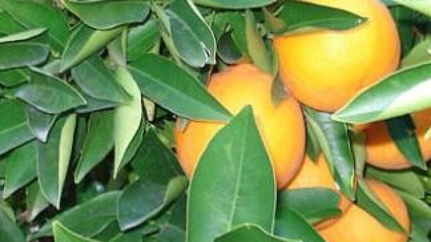 Dani mandarina u Opuzenu