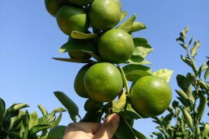 Hoće li Neretvani sa zelenom mandarinom uništiti sami sebe?