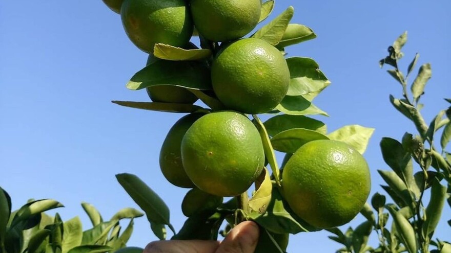 Hoće li Neretvani sa zelenom mandarinom uništiti sami sebe?