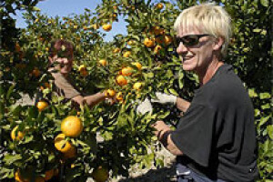 Gajba mandarina zarada 6 kuna