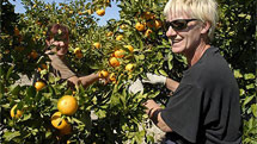 Gajba mandarina zarada 6 kuna