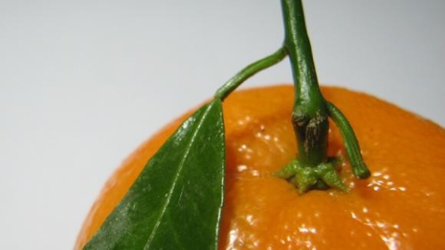 Za izvoz 75 posto uroda mandarina