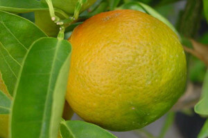 Mandarine pred nestankom
