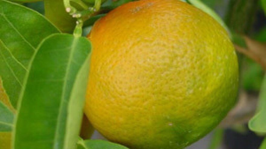 Mandarine pred nestankom