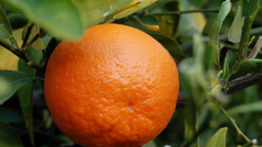 Osigurajte usjeve i nasade