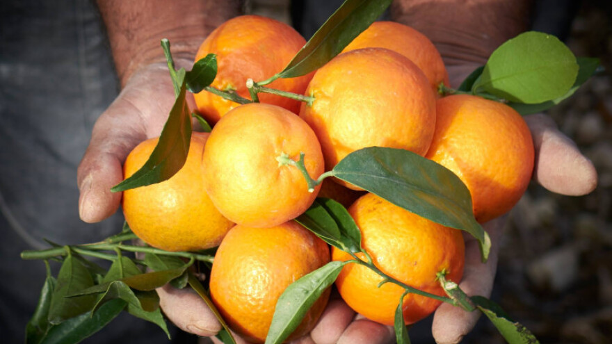 Djedove klementine i naranče stare preko 60 godina