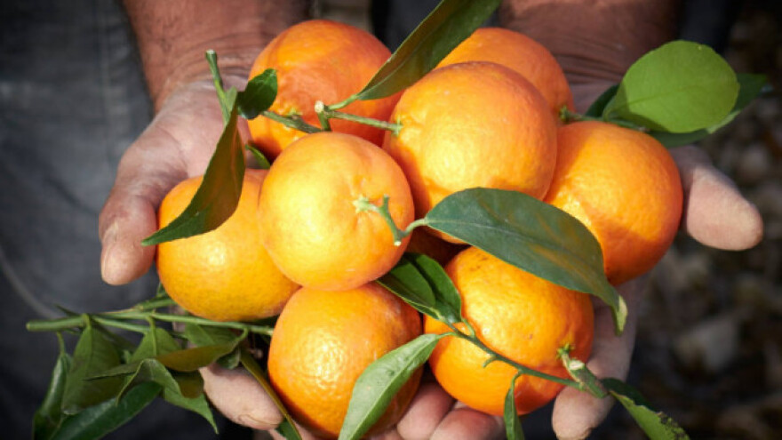 Djedove klementine i naranče stare preko 60 godina