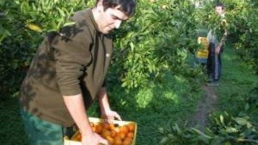 Gubici u mandarinama