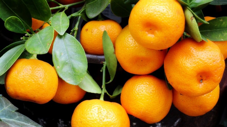 Prinos mandarina u RS prošle godine bio 5 tona