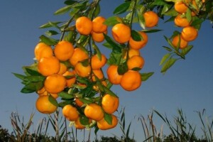 GlobalGAP mandarina
