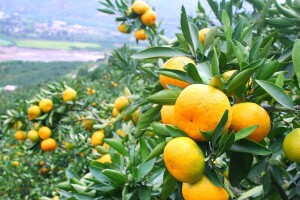 Proizvođači mandarina se trebaju udružiti, navodnjavati i više koristiti oznaku Neretvanska mandarina, poručuju u Ministarstvu poljoprivrede