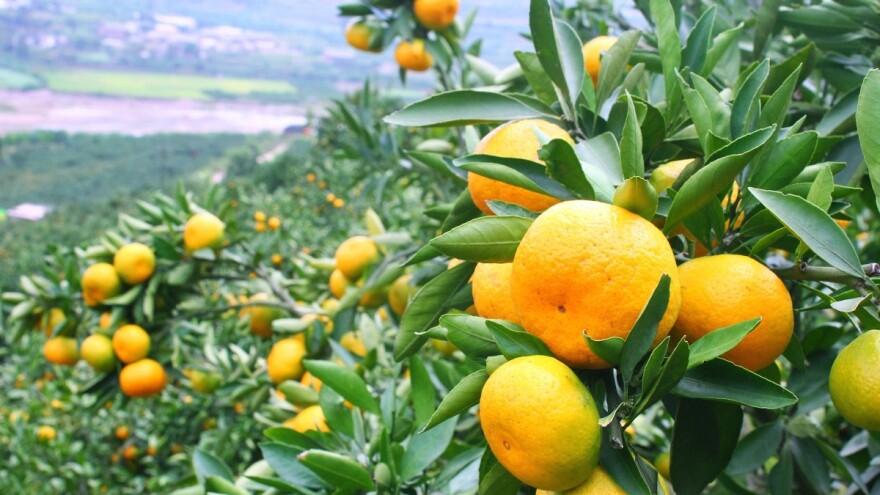 Proizvođači mandarina se trebaju udružiti, navodnjavati i više koristiti oznaku Neretvanska mandarina, poručuju u Ministarstvu poljoprivrede