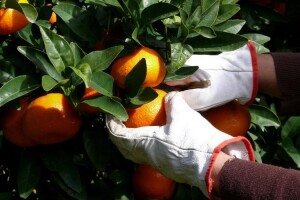 Radne snage za branje mandarina nema, moguća dnevnica 300 kuna - prijašnja praksa stiže na naplatu?