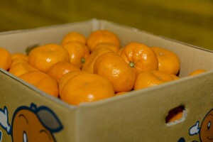 Treći put zabranili uvoz mandarina iz Turske