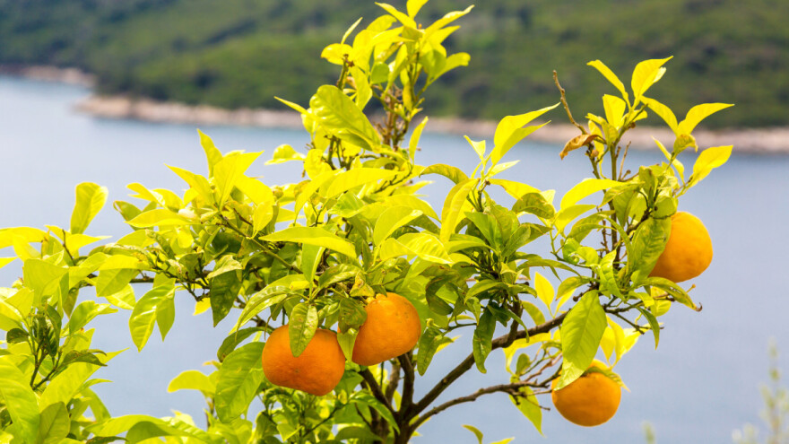 Neretvanska mladež: Zašto nam ministar Tolušić uskraćuje značajne potpore?